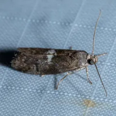 Engel's Salebriaria Moth thumbnail 1