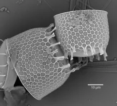 Eupyxidicula turris thumbnail 3