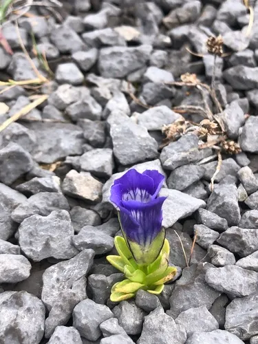 Island Gentian