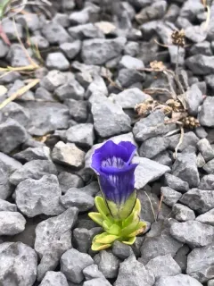 Island Gentian thumbnail 1