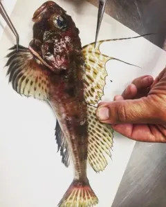 Threadfin Sculpin thumbnail 2
