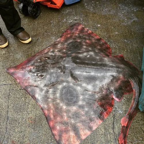 Big Skate