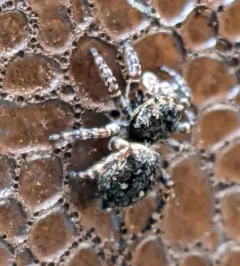 Downy jumping spider thumbnail 3