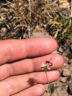 Western Band-winged Hover Fly thumbnail 3