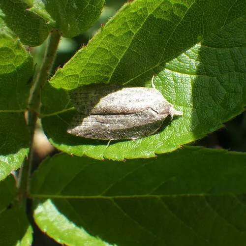 White-lined Leafroller Moth