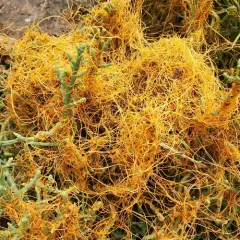 Pacific goldenthread thumbnail 4