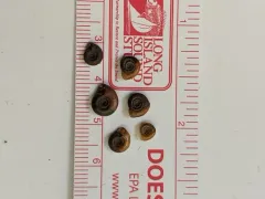 Thicklip Ramshorn thumbnail 3