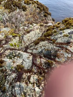 Nemalion vermiculare thumbnail 3