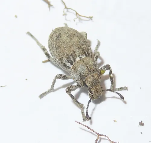 Ophryastes sulcirostris