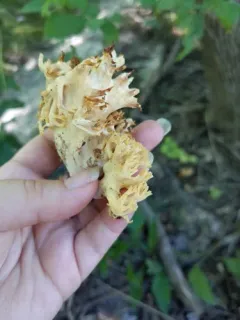 Ramaria calvodistalis thumbnail 2