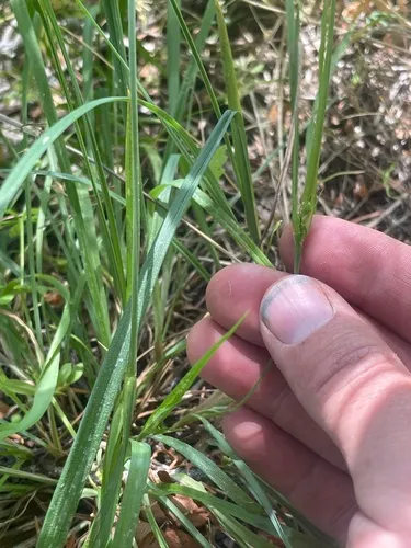 cordilleran sedge