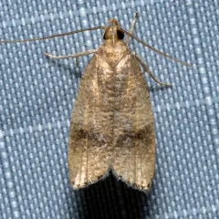 Black-fringed Leaftier Moth thumbnail 1