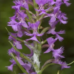 Lesser Purple Fringed Orchid thumbnail 4