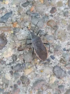 Eastern Bordered Plant Bug thumbnail 3