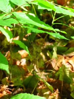 Brachypremna dispellens thumbnail 4
