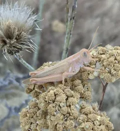 Packard's Grasshopper thumbnail 2