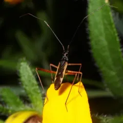 Collaria meilleurii thumbnail 2