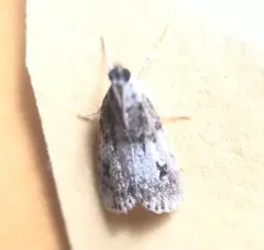 Sooty Scoparia Moth thumbnail 4