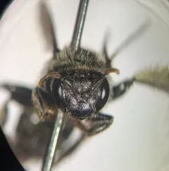 Dark-footed Yellow Loosestrife Bee thumbnail 2
