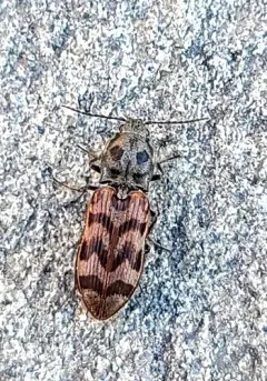 Pseudanostirus tigrinus thumbnail 2
