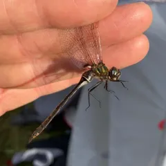 Delicate Emerald thumbnail 4