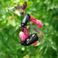 punctate blister beetle thumbnail 1