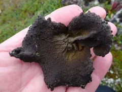 Arctic Rocktripe Lichen thumbnail 3