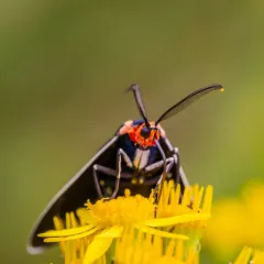 White-margined Ctenucha Moth thumbnail 4