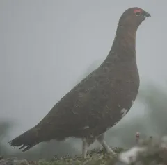 Willow Ptarmigan thumbnail 3