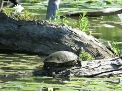 River Cooter thumbnail 4