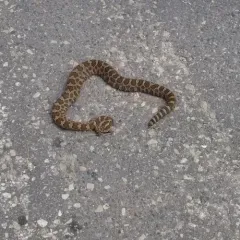 Eastern Massasauga thumbnail 4
