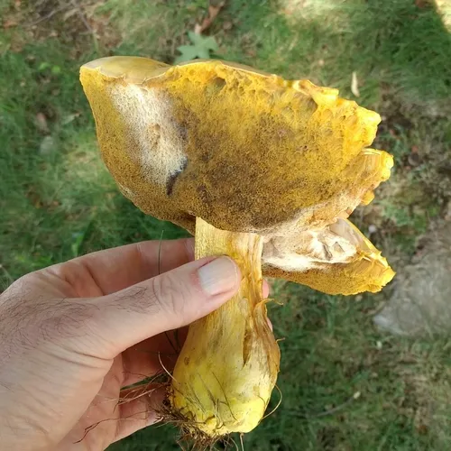 butter-foot bolete