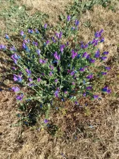 purple viper's-bugloss thumbnail 3