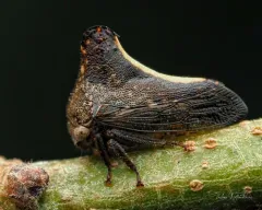 Glossonotus univittatus thumbnail 1