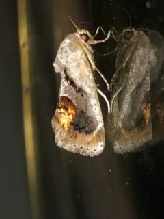 Curve-lined Bird-dropping Moth thumbnail 2