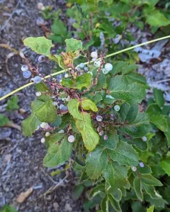 Piper's Oregon-grape thumbnail 1