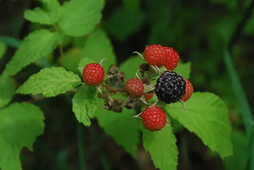 black raspberry