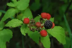 black raspberry thumbnail 1