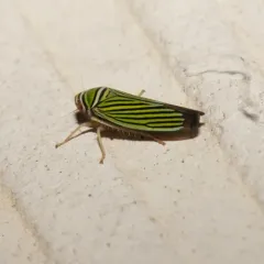 Tylozygus bifidus thumbnail 2