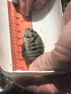 Convict Cichlid thumbnail 1