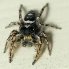 Putnam's Jumping Spider thumbnail 3