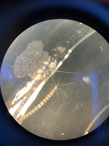 Proceraea hanssoni