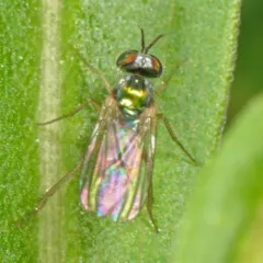 Argyra calcitrans thumbnail 1