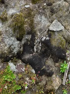 Speckled Rustwort thumbnail 2