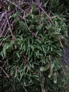 Round Silk-moss thumbnail 3