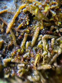 Braided Frostwort thumbnail 2