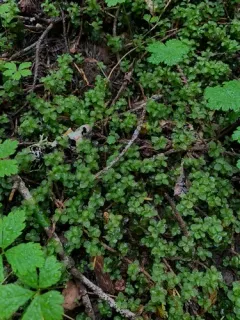 Naked Rhizomnium Moss thumbnail 3