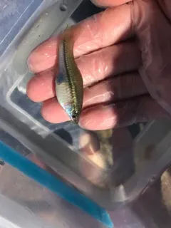 Green Swordtail thumbnail 3