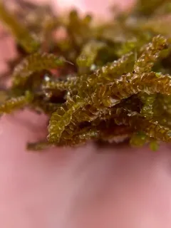 Floerke's Pawwort thumbnail 2