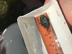 Convict Cichlid thumbnail 2